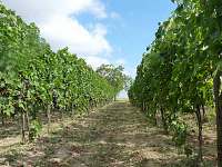 Náš vinohrad - pronájem chalupy Vrbice