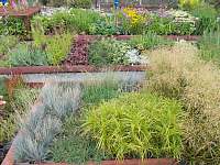 vyberte si hezké rostliny pro vaši zahradu - Velenov