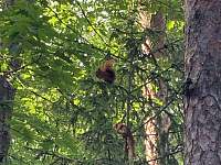 Veverky na stromě přímo před chatou - k pronajmutí Stvolínky