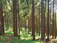 okolní lesy - Dolní Dvůr