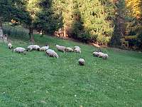 Naše ovečky - chalupa k pronájmu Poniklá