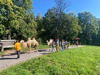 Chalupa je součástí farmy provozující lamatreking i cameltreking - Svoboda nad Úpou