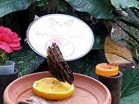 Motýlů farma Jonsdorf - Mařenice