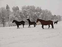 Koně v zimě - Tršice