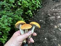 I houby lze najít - Třinec - Tyra