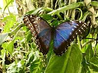 motýlia záhrada pri L.Mikuláši - Liptovské Sliače