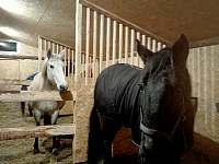 Koně doma v boxech - apartmán k pronájmu Děkov