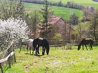 Koně na pastvinách za domem
