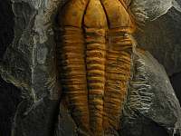 Trilobit Conocoryphe sulzeri ze Skryjí - Křivoklát