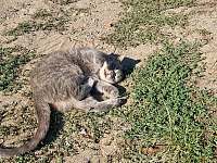 Šedák - britská kočka - Líchovy - Zrůbek