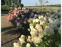 Hortenzie jsou nejkrásnější ozdobou naší zahrady - Vrchotovy Janovice - Braštice