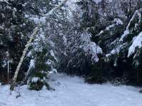 okolní lesy zima - Janovická Lhota