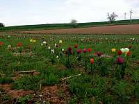 pole plné tulipánů - chata k pronájmu Heřmanov