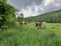 100 m od chalupy občas vyženou krávy na pastvu - Kašperské Hory - Červená