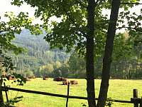 Cca 1 km obora s bizony - chalupa k pronajmutí Kašperské Hory - Červená