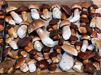 ráj houbařů - nasbíráno v okolí chalupy - Hamry na Šumavě