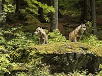 Srní - výběh s vlky (44 km od chalupy) - Hamry na Šumavě