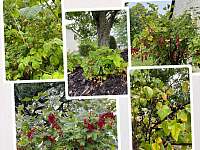 Letní plody na zahradě pro hosty - Lhota nad Rohanovem 35
