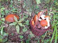 Roubenka Na Radosti houbaření - Hrabice