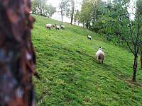 Ovce Clun Forest na pastvinách Brány Adršpachu - Jívka - Horní Vernéřovice