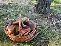 houbařský ráj - pronájem chalupy Vernéřovice