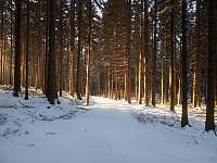 Lesy v okolí Svratouchu - 