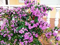 Buganvile - typická středomořská květena je zde ve velkém množství barev - Kali - Ugljan - Chorvatsko
