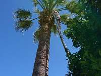 Naše palma - Turre, oblast Almeria, Španělsko