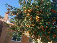 Úroda pomerančů - Turre, oblast Almeria, Španělsko